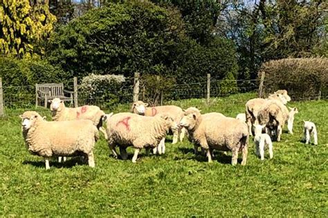 20 Dorset Horn And Poll Dorset Breeding Ewes Lambs With Lambs At Foot