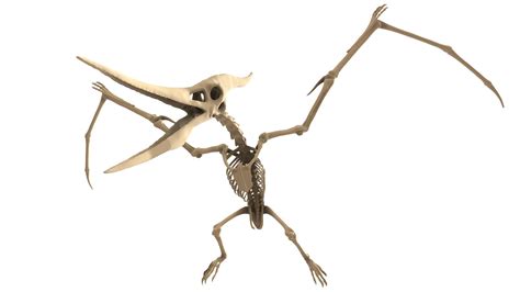 Pteranodon Skeleton Buy Royalty Free 3d Model By Puppy3d 0b5fb96