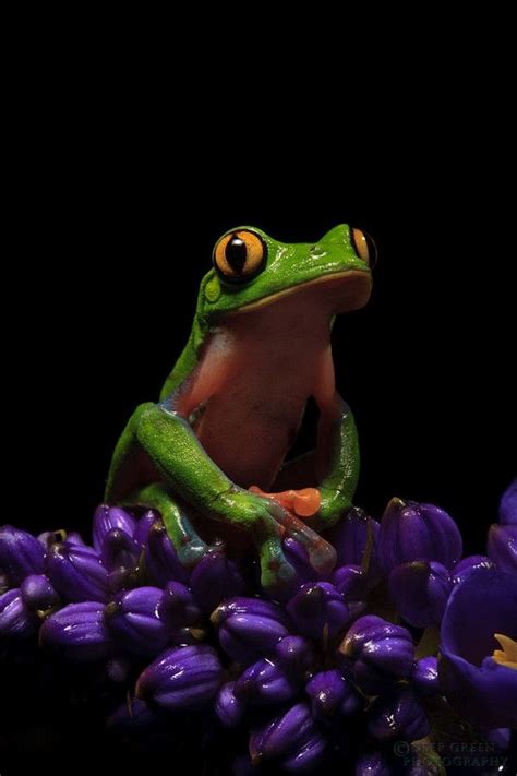 Yellow Eyed Leaf Frog Aka Blue Sided Tree Frog Aka Coffee Frog