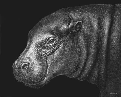 Happy Hippo Art Print African Nature Decor Pygmy Hippo Etsy