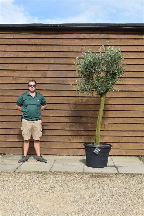 Tall Stem Lollipop Olive Tree No 358 Olive Grove Oundle