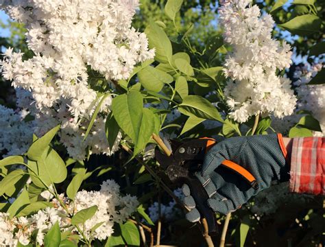 The Best Time To Prune Your Lilac Bushes