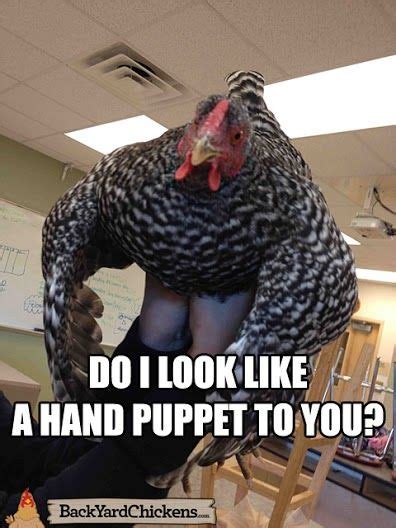 Funny Chicken Meme Chickenmeme Handpuppet