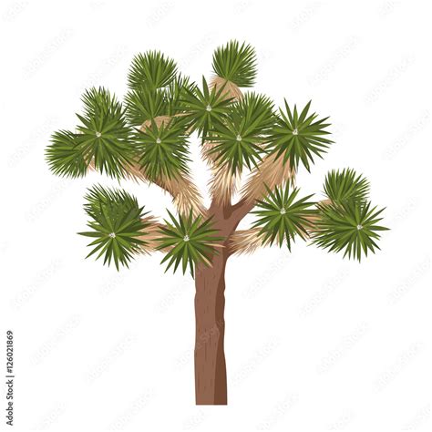 Joshua Tree Isolated On White Background Yucca Brevifolia Vector