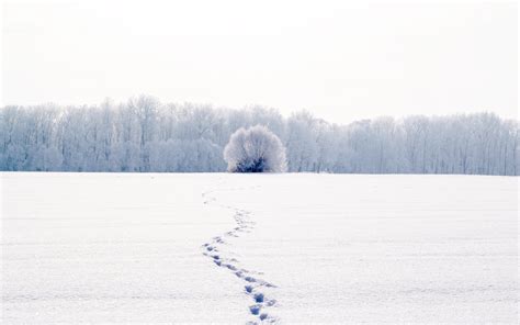 Nature Landscape Winter Snow Cool White Traces Tree