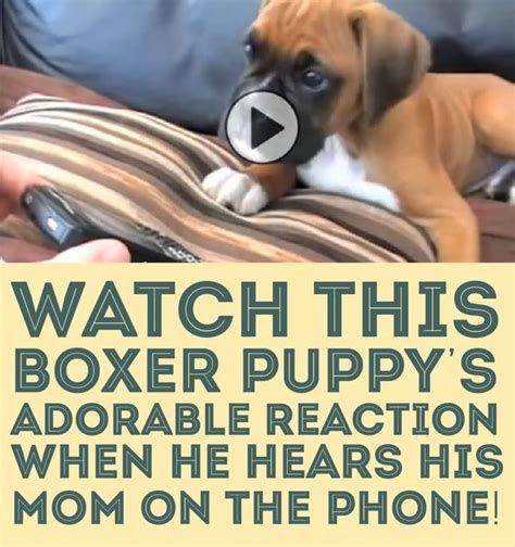 Watch This Boxer Puppys Adorable Reaction When He Hears His Mom On The
