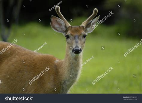 Young Buck Posing Portrait Stock Photo 605150909 Shutterstock