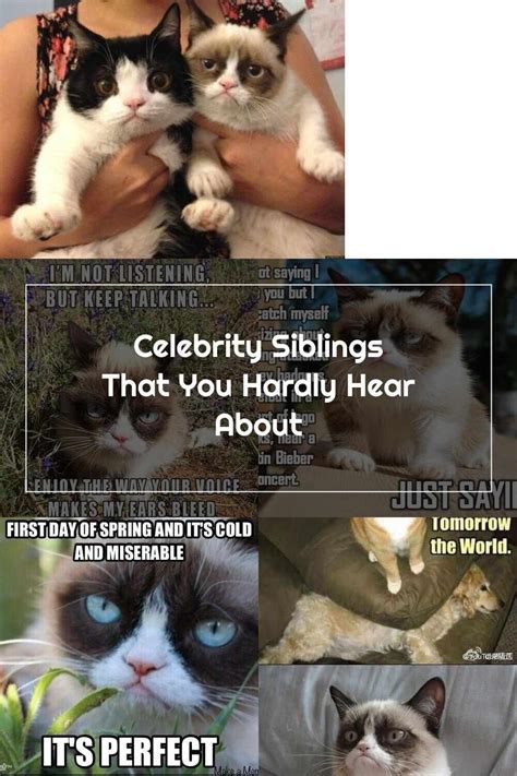 Grumpy Cat Grumpy Cat Celebrity Siblings Keep Talking Grumpy Cat