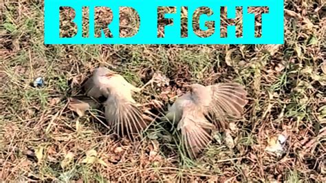 Bird Fight पक्षियों की लड़ाई Youtube