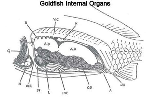 Goldfish Anatomy Terms