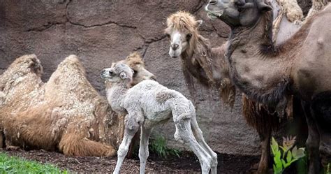 Baby Camel Born At St Louis Zoo