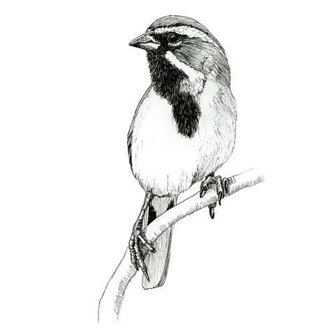 Black Throated Sparrow Tara Kate Bird Artist