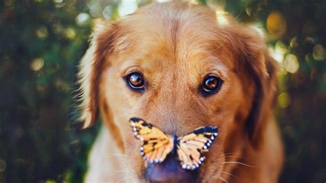 Golden Retriever With A Butterfly Resting On Her Nose