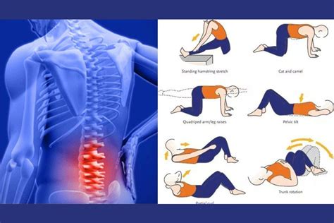 5 Best Exercises For Back Pain Lower Back Pain Exercises