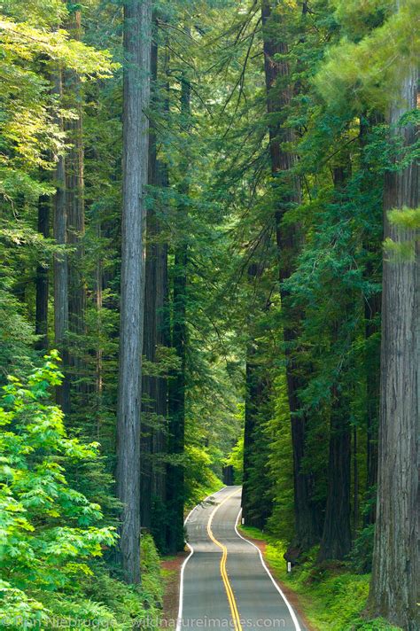 Highway 101 The Avenue Of The Giants Humboldt Redwoods State Park