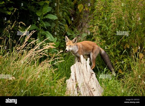 European Red Fox Stock Photo Alamy