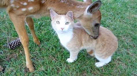 Baby Deer And Cat
