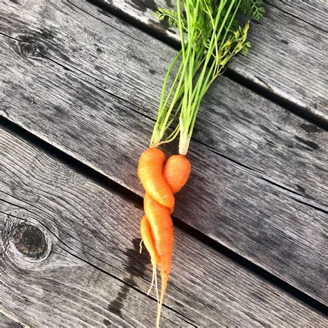 Two Intimate Carrots Rmildlyinteresting