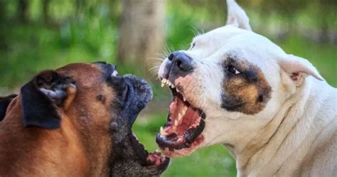Pelea Entre Perros Cómo Comportarse Cuando Dos Perros Están Peleando