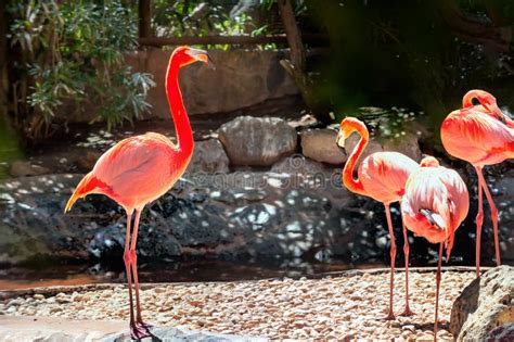 Pink Flamingo Birds Gran Canaria Canary Islands Spain Stock Photo