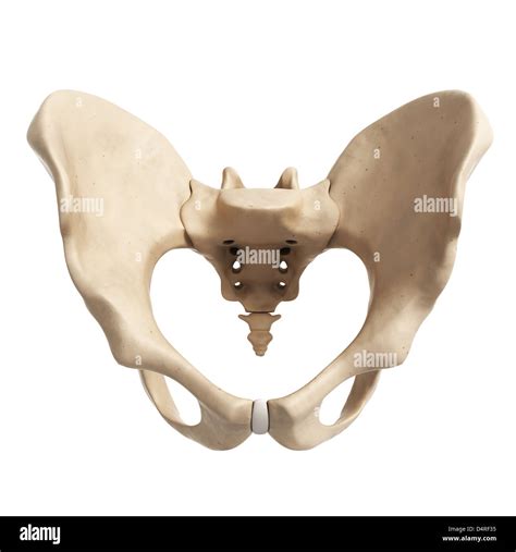 Human Hip Bone Stock Photo Alamy