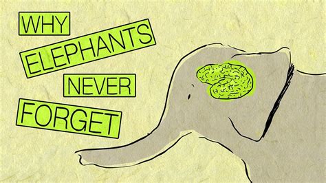 discover why an elephant s memory is so good elephants never forget elephant elephant facts