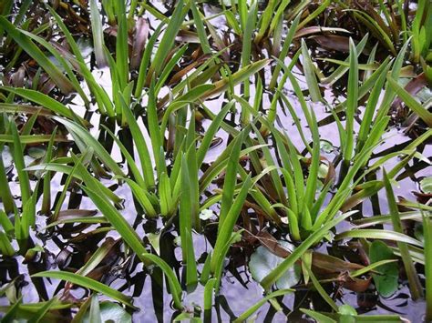 Water Soldier Profile And Resources Invasive Species Centre