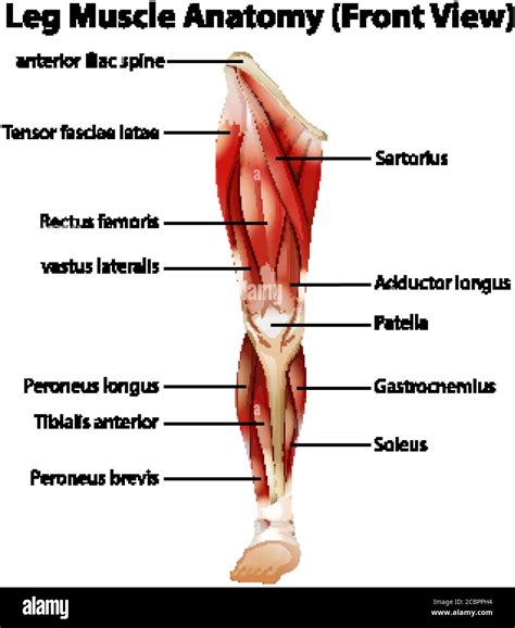 Human Muscular Anatomy Legs Crossed