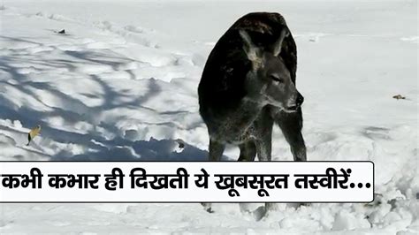 Sikkim animals name with pictures. Sikkim Animals Name Musk Deer - These Feisty Hunters Will ...
