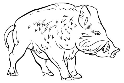 Realistic Wild Boar Coloring Page Free Printable Coloring Pages