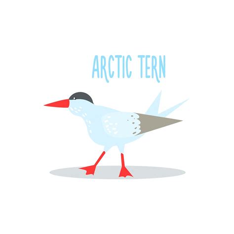 Premium Vector Arctic Tern Drawing For Arctic Animals Collection Of