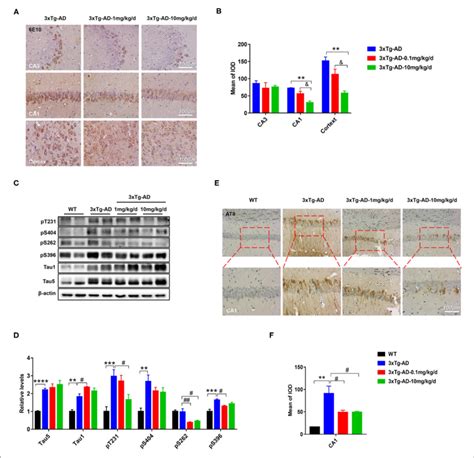 Dau Reduced The Levels Of Aβ And Hyperphosphorylated Tau In 3xtg Ad