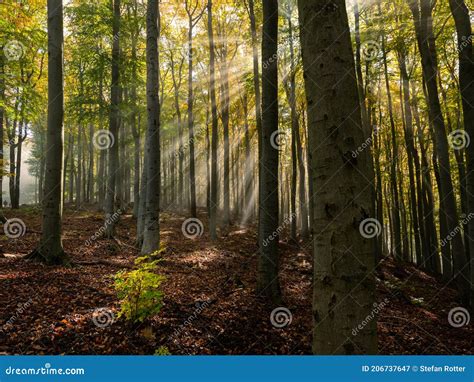 Sun Beams Shining Through Forest In Autumn Stock Image Image Of