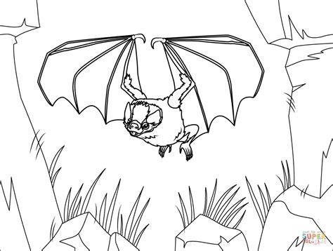 Hairy Legged Vampire Bat Coloring Page Free Printable Coloring Pages