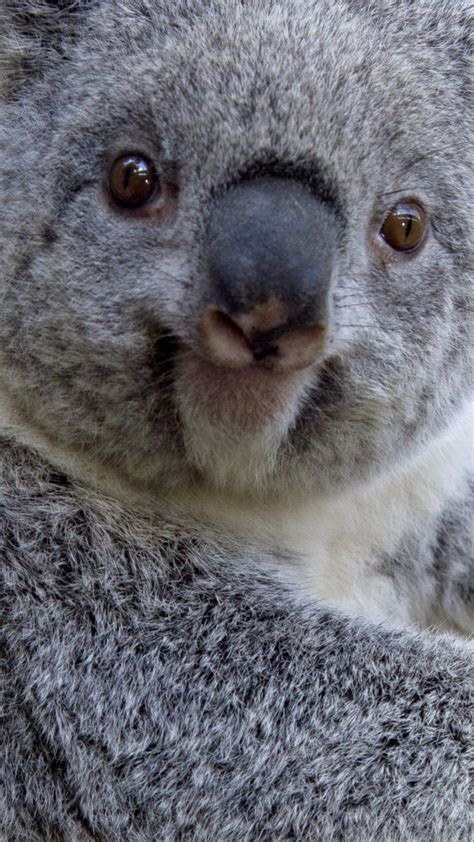 Koala 3 Wallpaper For Iphone 11 Pro Max X 8 7 6 Free Download On