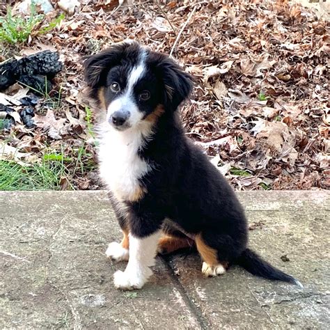 This is pepper, our mini Aussie. She is 4 months old, pees on command ...