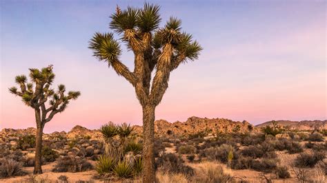 Heres The Best Time Of Year To Visit Joshua Tree National Park