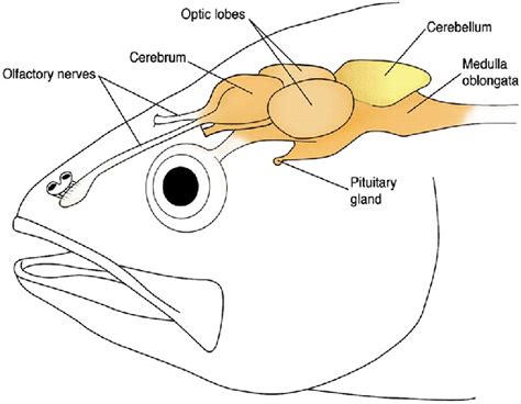 Illustrative Representation Of The Fish Brain Structure Adapted From