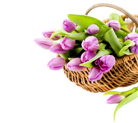 891286 4k 5k Bouquets Tulips Wicker Basket Pink Color Rare