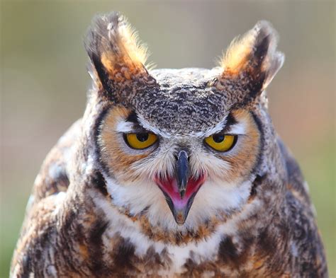 Great Horned Owl Head On I Photographed This Close Up Port Flickr