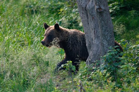 New Study Shows Plenty Of European Habitat Available For Brown Bear