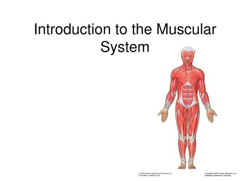 Ppt Muscles Powerpoint Presentation Free Download Id
