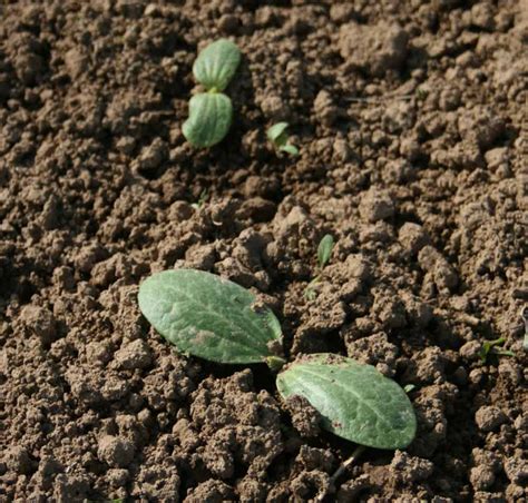 Die zucchini pflanze ein anspruchsloses gemuse. meine ernte: Zucchini anbauen, pflegen, ernten und lagern