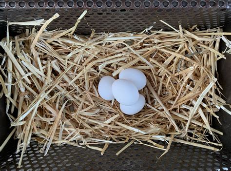 Silkie Hatching Eggs — Hilltop Farms