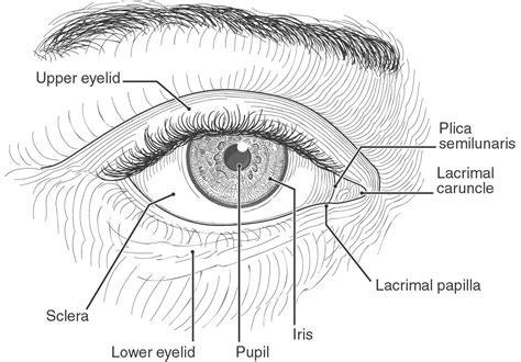African Eye Line Art Labeled American Academy Of Ophthalmology