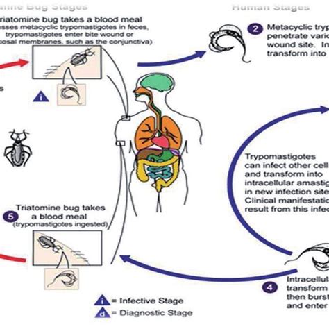 Life Cycle Of Plasmodium Download Scientific Diagram