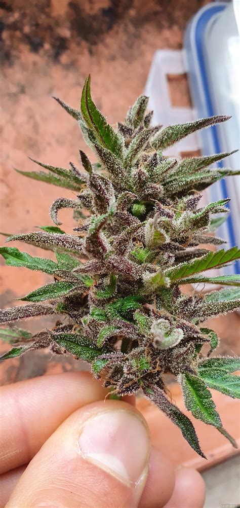 Royal Gorilla Automatic Royal Queen Seeds Cannabis Strain Gallery