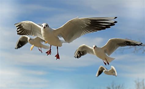 Hd Wallpaper White And Grey Flying Bird Animals Gulls Seagulls Sky