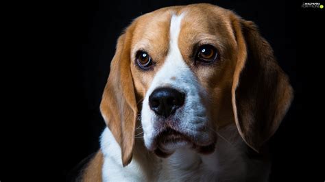 Beagle Sad Dog For Phone Wallpapers 2048x1152