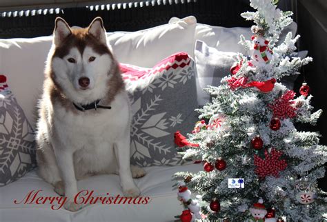 Husky Christmas Wish Siberian Husky Pure Breed Dogs Husky
